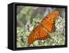 Gulf Fritillary, Texas, USA-Larry Ditto-Framed Stretched Canvas