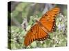 Gulf Fritillary, Texas, USA-Larry Ditto-Stretched Canvas