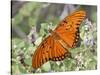 Gulf Fritillary, Texas, USA-Larry Ditto-Stretched Canvas