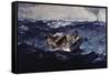 Gulf Stream-Winslow Homer-Framed Stretched Canvas