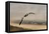 Gull at the Shore-Jai Johnson-Framed Stretched Canvas