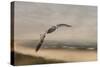 Gull at the Shore-Jai Johnson-Stretched Canvas