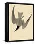 Gull-Billed Tern-John James Audubon-Framed Stretched Canvas