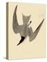 Gull-Billed Tern-John James Audubon-Stretched Canvas