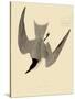 Gull-Billed Tern-John James Audubon-Stretched Canvas