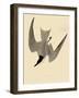 Gull-Billed Tern-John James Audubon-Framed Giclee Print