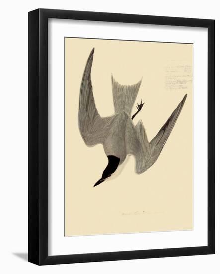 Gull-Billed Tern-John James Audubon-Framed Giclee Print