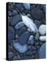 Gull Feather and Stones, Snake River, Hells Canyon,Washington, USA-Charles Gurche-Stretched Canvas