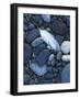 Gull Feather and Stones, Snake River, Hells Canyon,Washington, USA-Charles Gurche-Framed Photographic Print