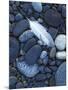 Gull Feather and Stones, Snake River, Hells Canyon,Washington, USA-Charles Gurche-Mounted Photographic Print