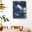 Gull Feather and Stones, Snake River, Hells Canyon,Washington, USA-Charles Gurche-Photographic Print displayed on a wall