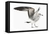 Gull I-Karen Williams-Framed Stretched Canvas