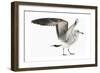 Gull I-Karen Williams-Framed Giclee Print