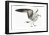 Gull I-Karen Williams-Framed Giclee Print