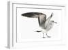 Gull I-Karen Williams-Framed Giclee Print