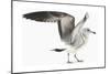 Gull I-Karen Williams-Mounted Giclee Print