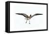 Gull III-Karen Williams-Framed Stretched Canvas