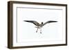 Gull III-Karen Williams-Framed Giclee Print