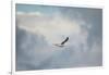 Gull over Paris Landing-Jai Johnson-Framed Giclee Print