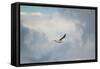 Gull over Paris Landing-Jai Johnson-Framed Stretched Canvas