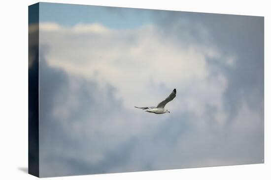 Gull over Paris Landing-Jai Johnson-Stretched Canvas