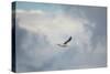 Gull over Paris Landing-Jai Johnson-Stretched Canvas