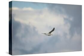Gull over Paris Landing-Jai Johnson-Stretched Canvas