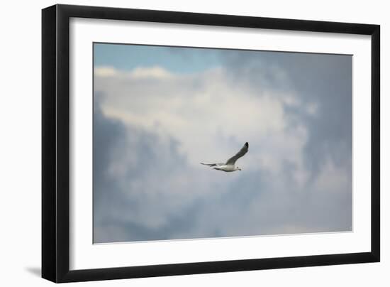 Gull over Paris Landing-Jai Johnson-Framed Giclee Print