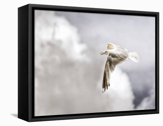 Gull-Stephen Arens-Framed Stretched Canvas