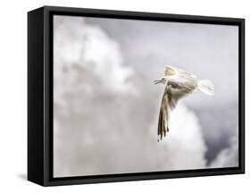 Gull-Stephen Arens-Framed Stretched Canvas