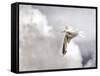Gull-Stephen Arens-Framed Stretched Canvas