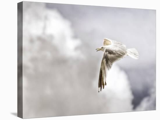 Gull-Stephen Arens-Stretched Canvas