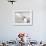 Gull-Stephen Arens-Framed Photographic Print displayed on a wall