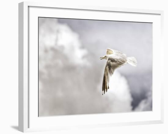 Gull-Stephen Arens-Framed Photographic Print