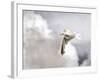 Gull-Stephen Arens-Framed Photographic Print