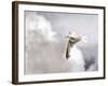 Gull-Stephen Arens-Framed Photographic Print