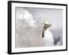 Gull-Stephen Arens-Framed Photographic Print