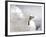 Gull-Stephen Arens-Framed Photographic Print