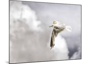 Gull-Stephen Arens-Mounted Photographic Print