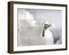 Gull-Stephen Arens-Framed Photographic Print