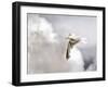 Gull-Stephen Arens-Framed Photographic Print