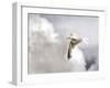 Gull-Stephen Arens-Framed Photographic Print