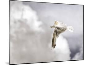 Gull-Stephen Arens-Mounted Photographic Print