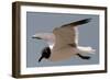 Gull-Michael Jackson-Framed Giclee Print