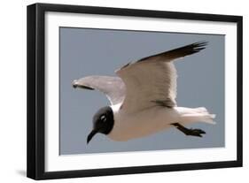 Gull-Michael Jackson-Framed Giclee Print