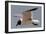 Gull-Michael Jackson-Framed Giclee Print