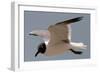 Gull-Michael Jackson-Framed Giclee Print