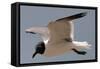 Gull-Michael Jackson-Framed Stretched Canvas