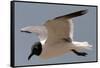 Gull-Michael Jackson-Framed Stretched Canvas