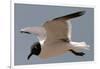 Gull-Michael Jackson-Framed Giclee Print